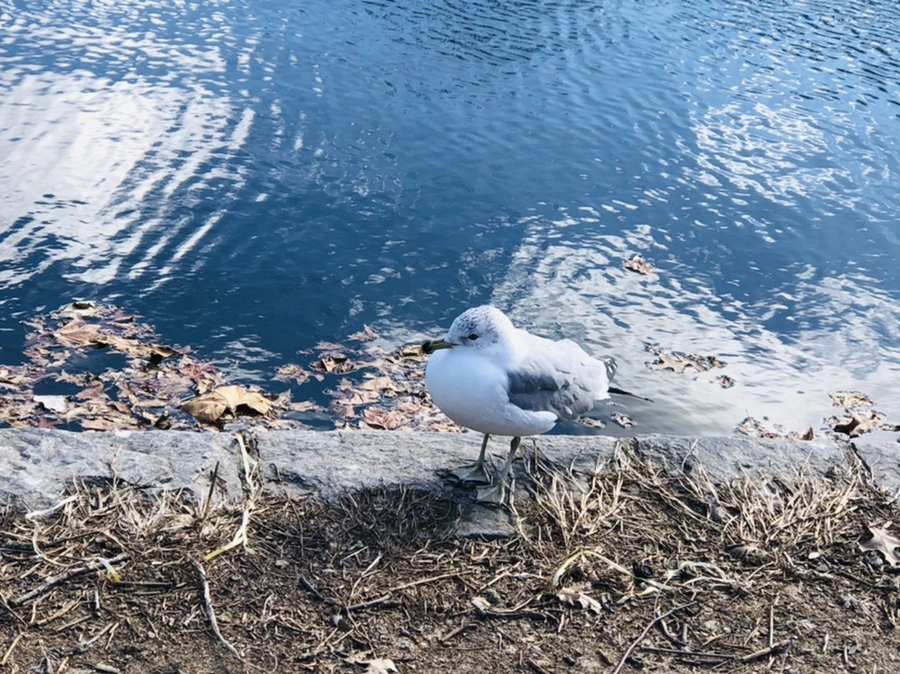 IMG_7612.jpg?type=w966