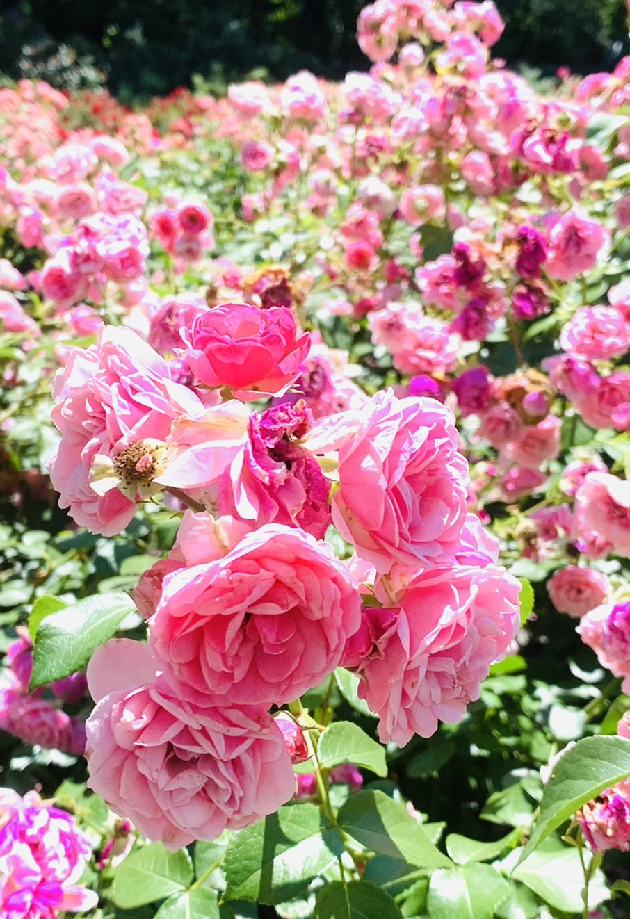 IMG_4150.jpg?type=w966