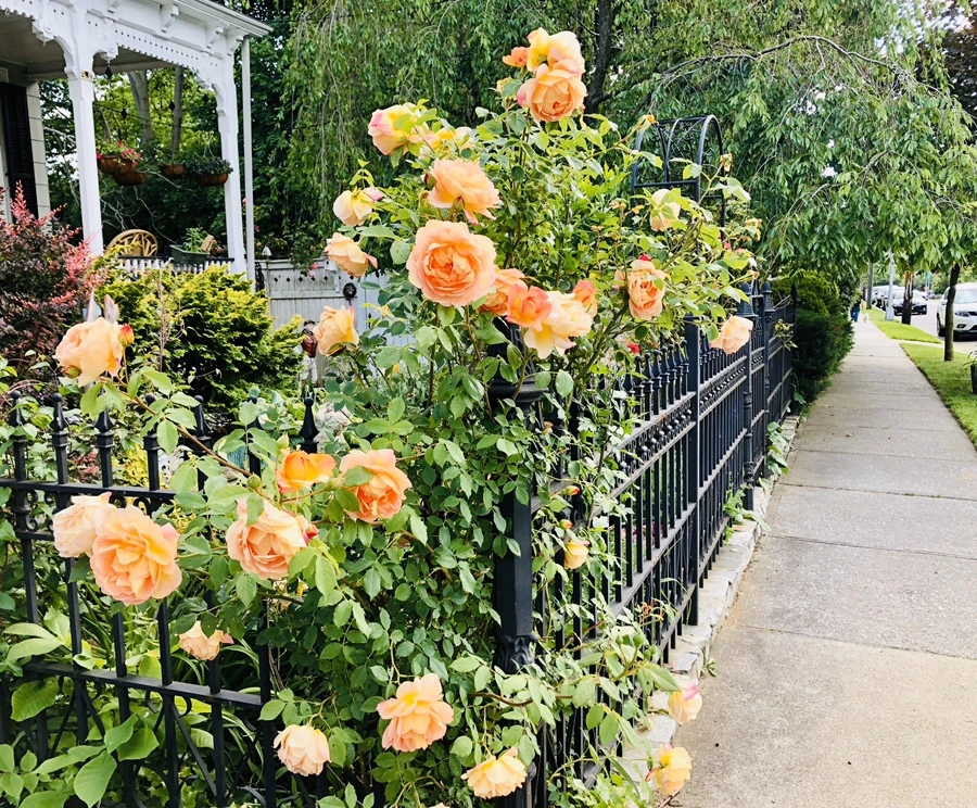 IMG_7658.jpg?type=w966