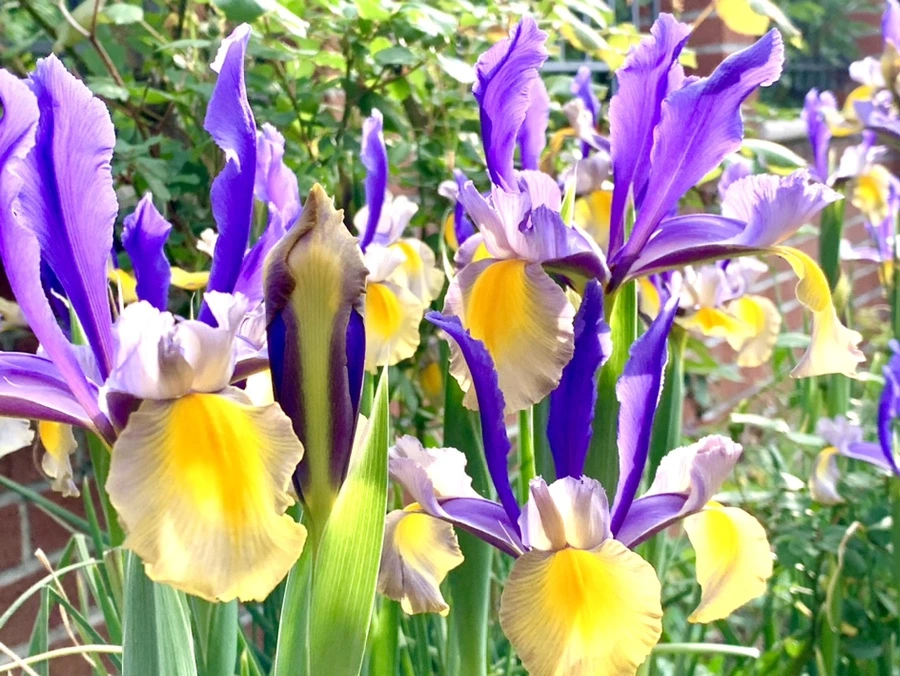 IMG_9092.jpg?type=w966