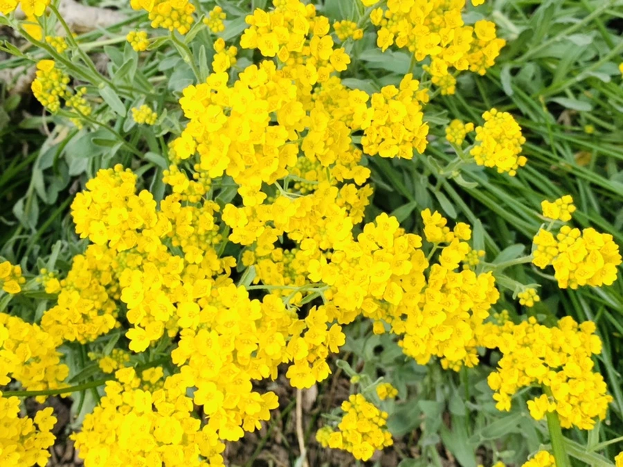 IMG_4535.jpg?type=w966