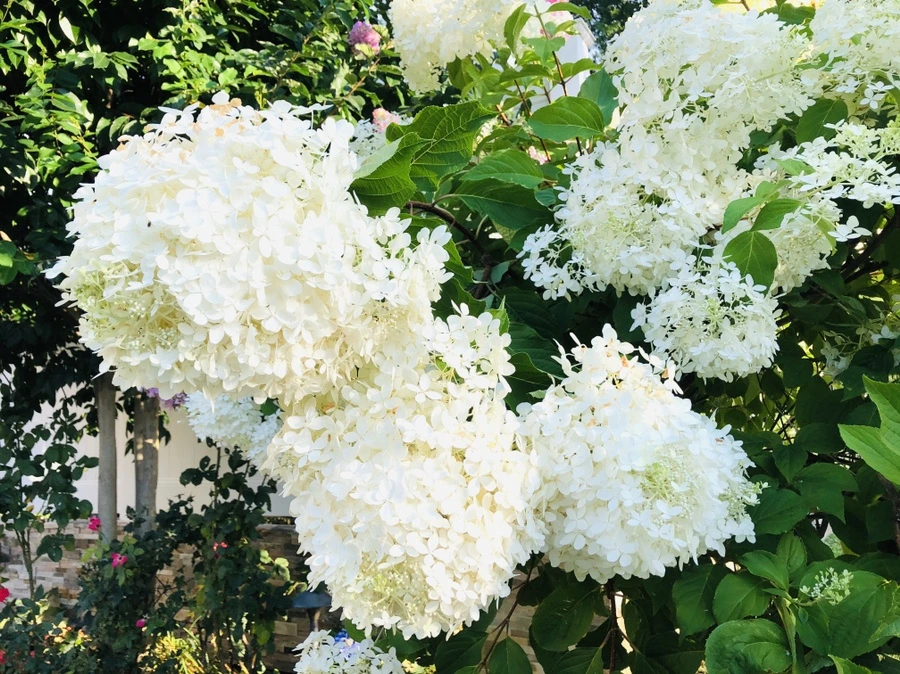 IMG_4690.jpg?type=w966