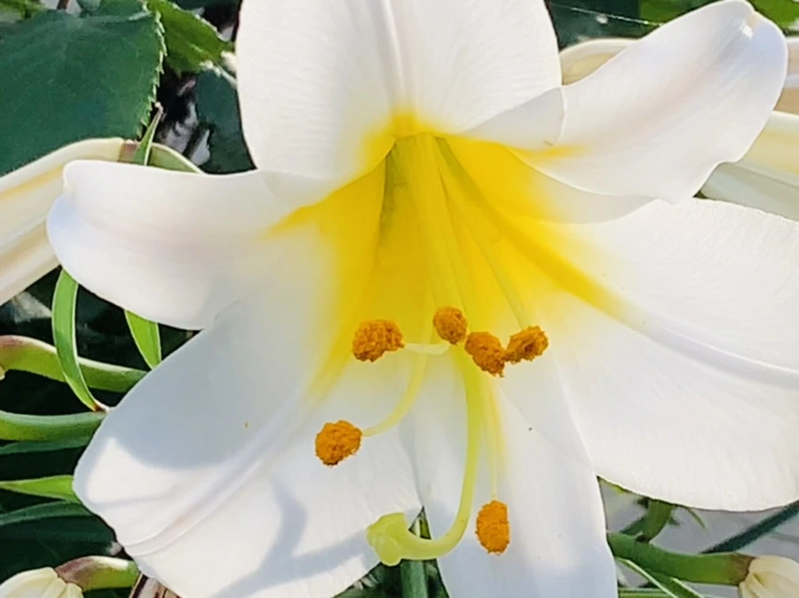 IMG_5669.jpg?type=w966