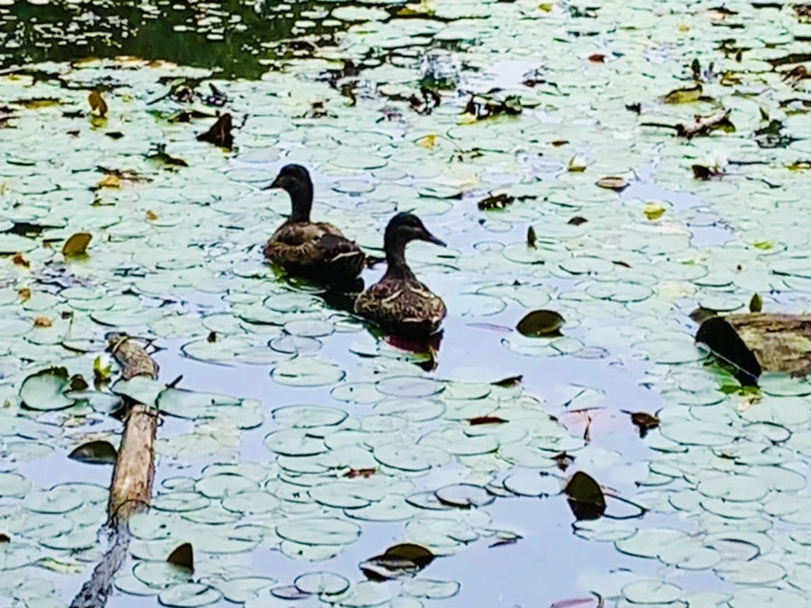 IMG_9125.jpg?type=w966