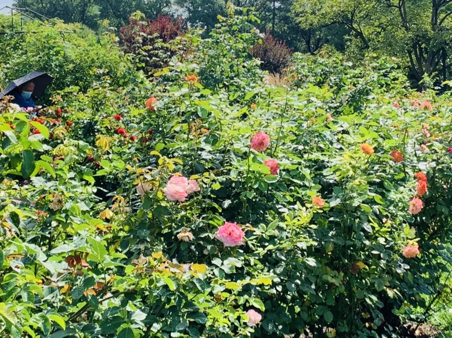 IMG_8475.jpg?type=w966