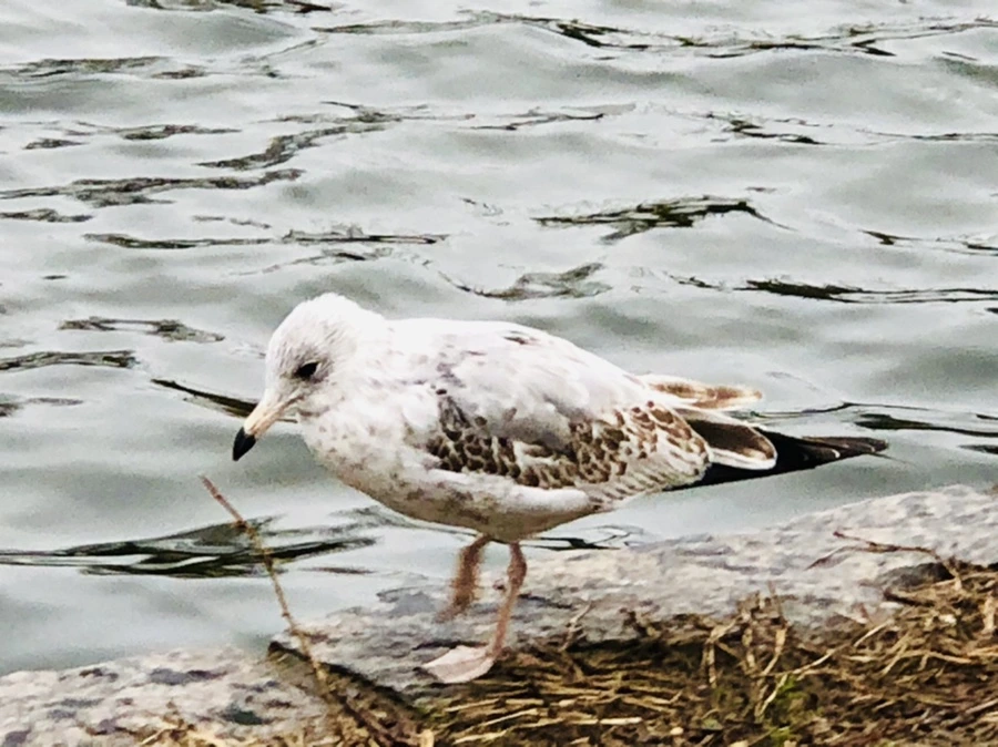 IMG_8124.jpg?type=w966