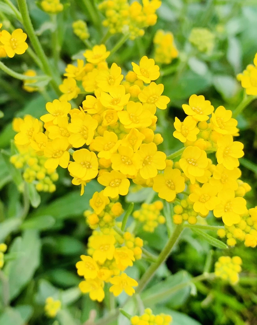 IMG_3827.jpg?type=w966