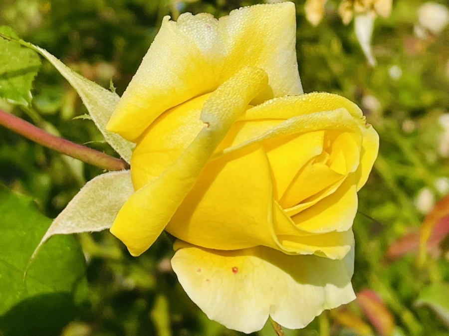 IMG_0951.jpg?type=w966