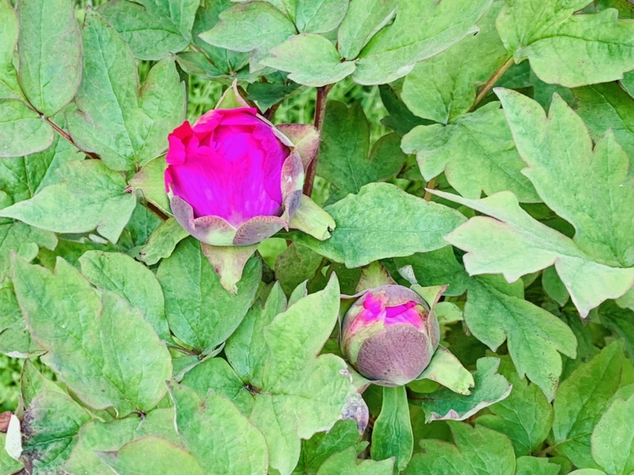 IMG_3607.jpg?type=w966