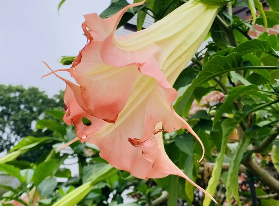 IMG_6034.jpg?type=w966