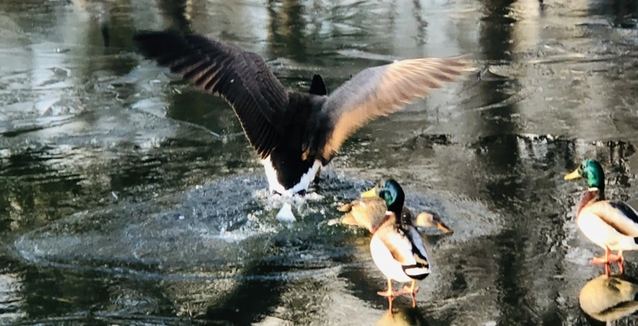 IMG_4980.jpg?type=w966