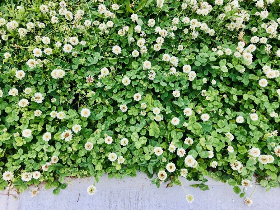 IMG_7946.jpg?type=w966