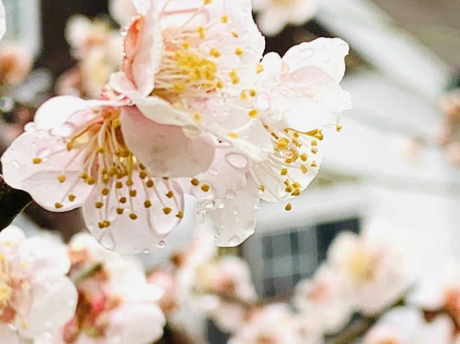 IMG_1903.jpg?type=w966