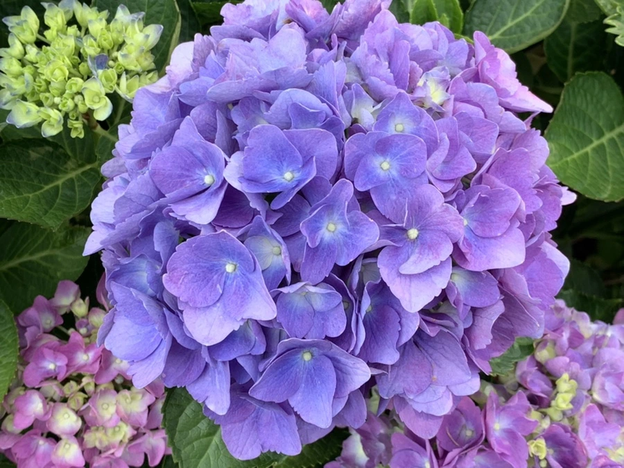 IMG_5581.jpg?type=w966