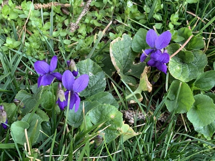 IMG_4383.jpg?type=w966