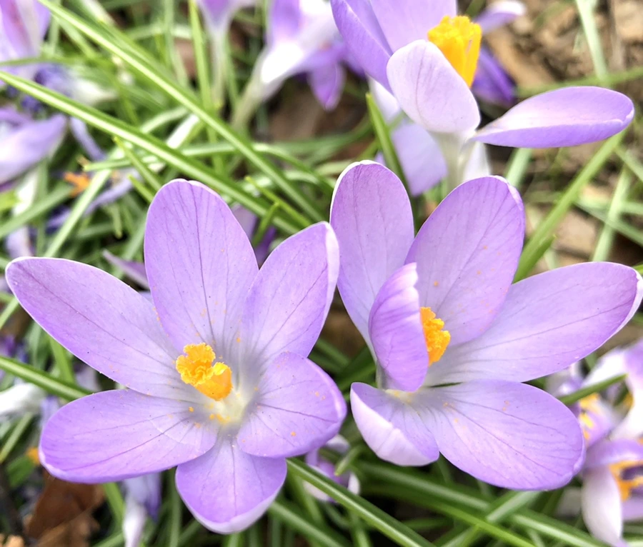 IMG_1987.jpg?type=w966