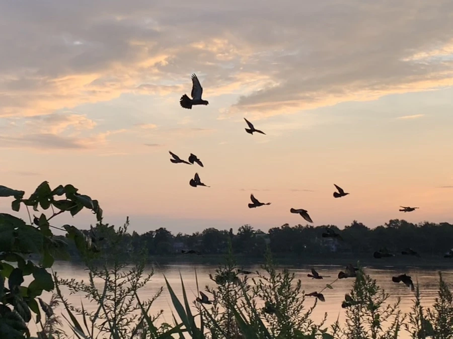 IMG_1242.jpg?type=w966