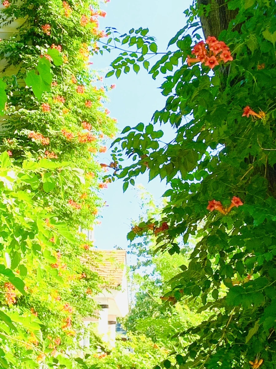 IMG_8714.jpg?type=w966