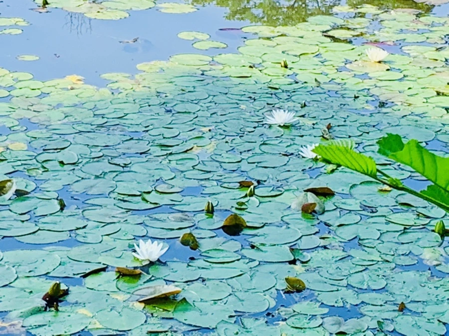 IMG_1256.jpg?type=w966