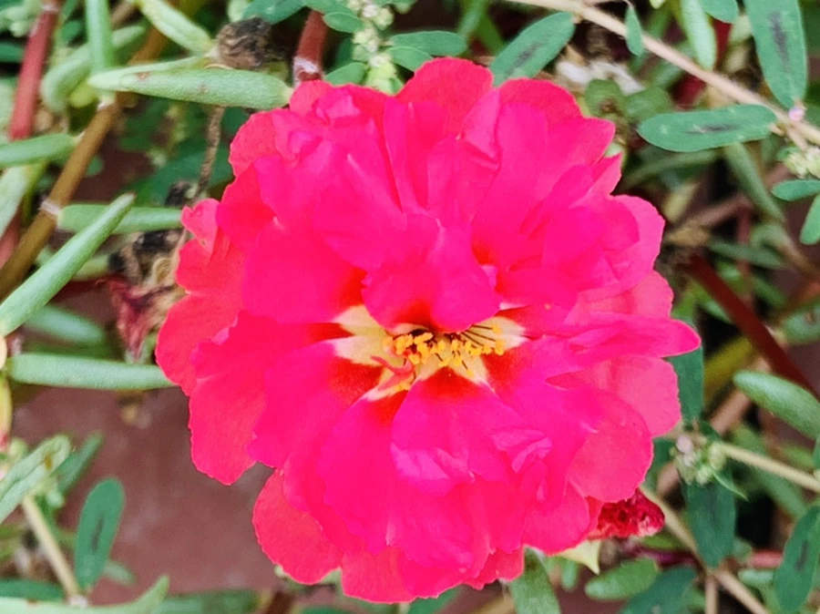 IMG_5910.jpg?type=w966