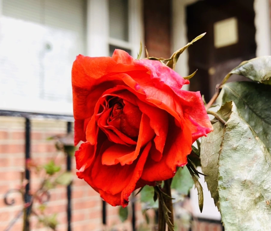 IMG_8757.jpg?type=w966