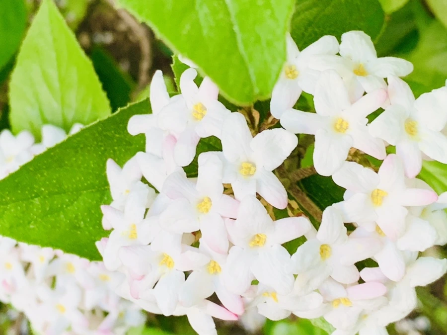 IMG_8312.jpg?type=w966