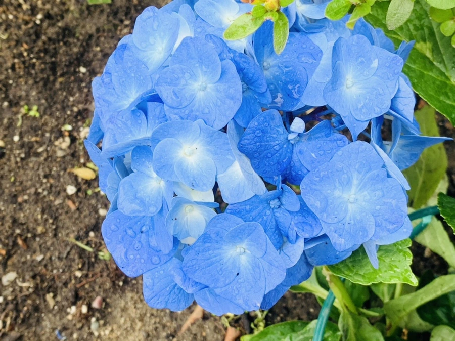 IMG_6290.jpg?type=w966