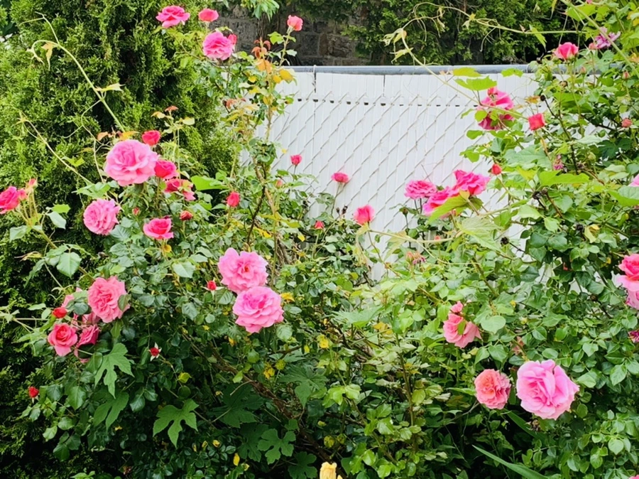 IMG_4871.jpg?type=w966