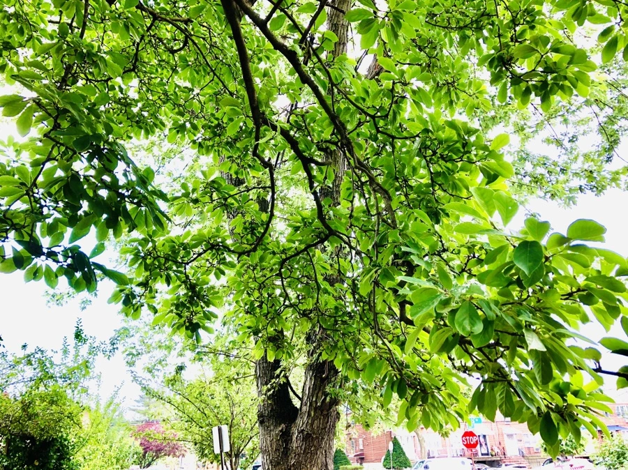 IMG_1186.jpg?type=w966