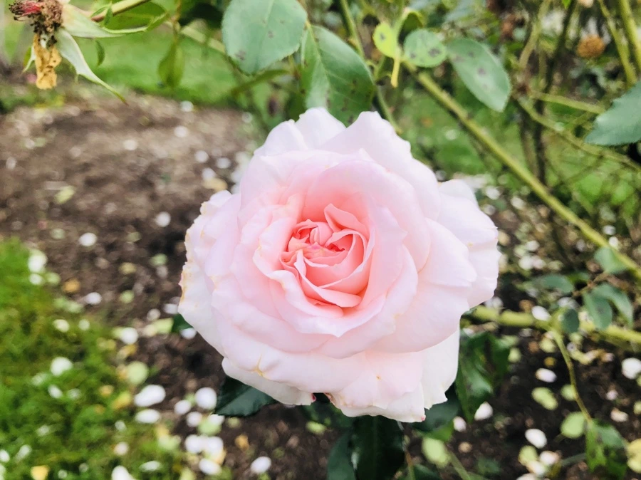 IMG_2845.jpg?type=w966