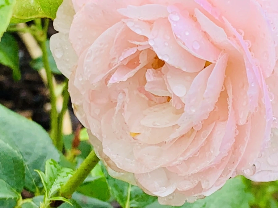 IMG_9569.jpg?type=w966