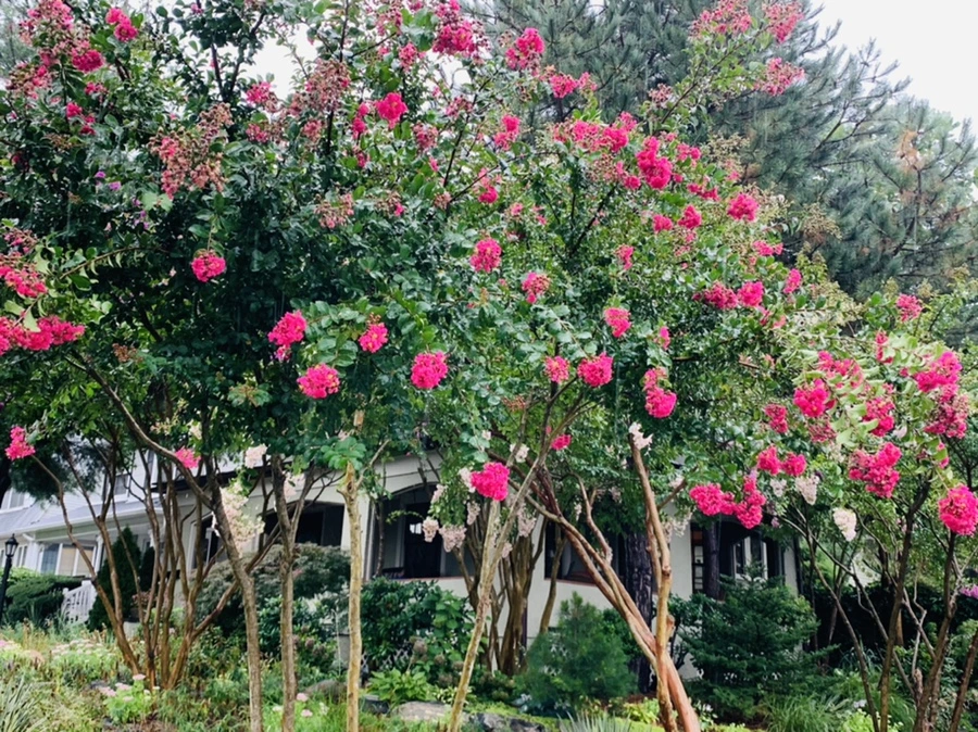 IMG_3783.jpg?type=w966