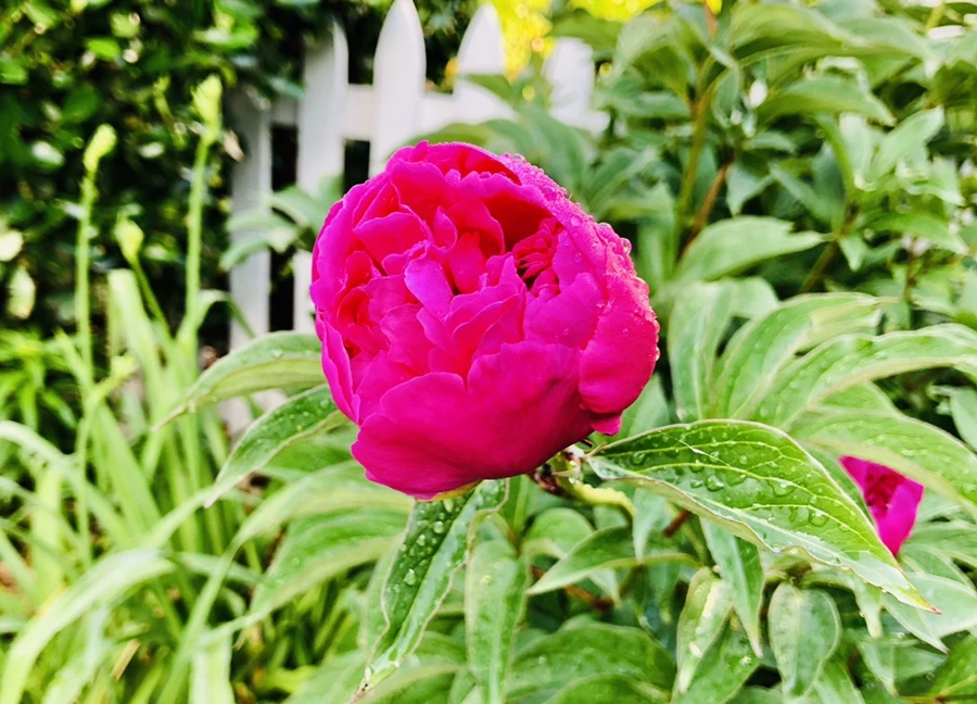 IMG_8067.jpg?type=w966