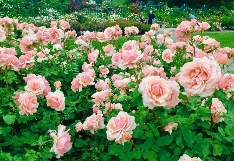 IMG_3823.jpg?type=w1