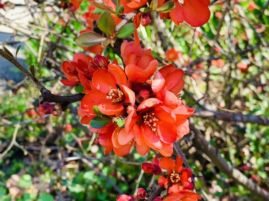 IMG_8517.jpg?type=w966