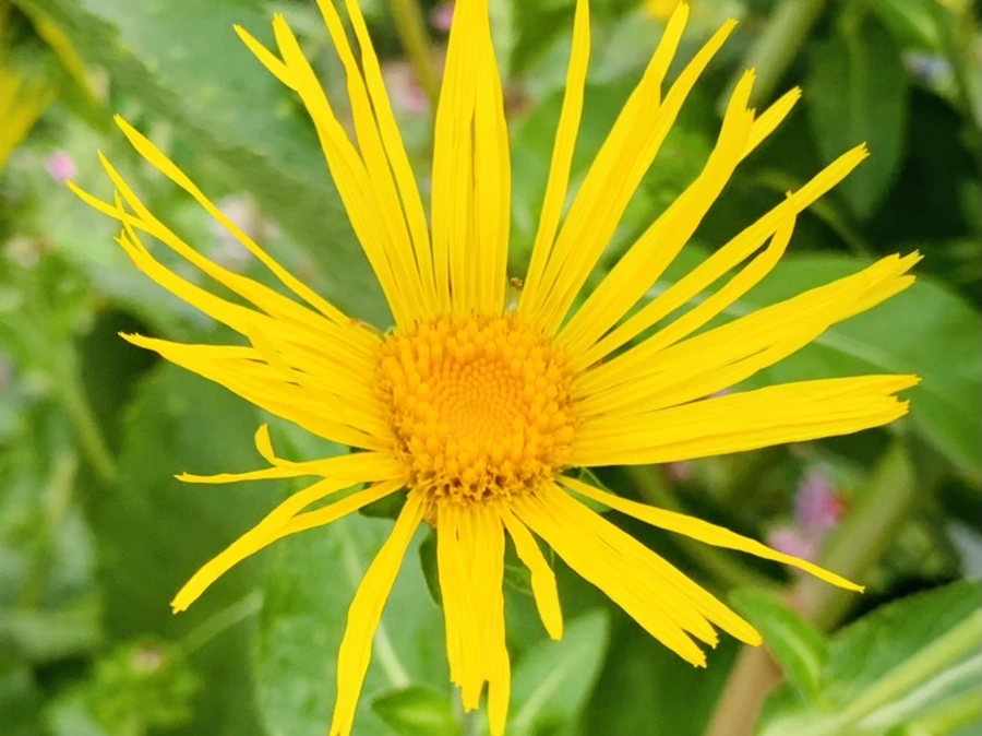 IMG_1052.jpg?type=w966