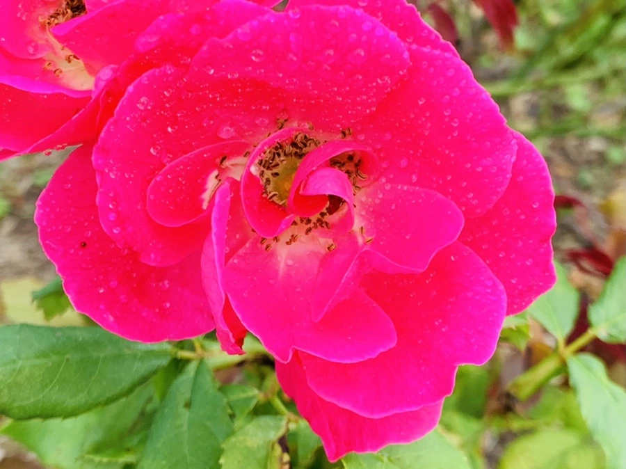 IMG_4998.jpg?type=w966