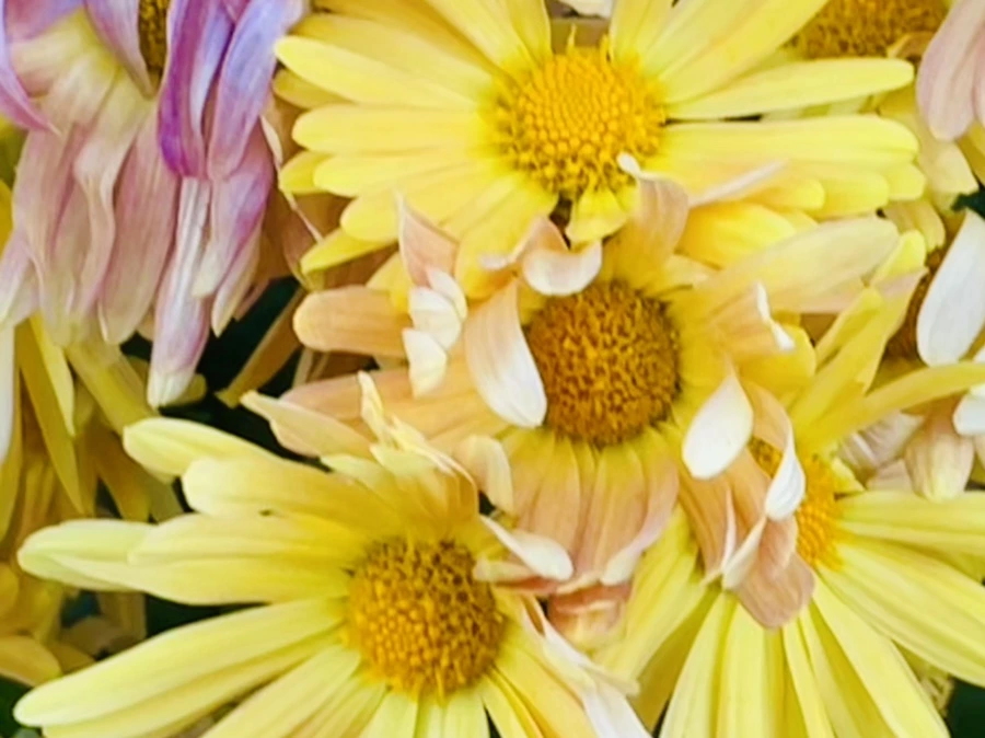 IMG_4105.jpg?type=w966