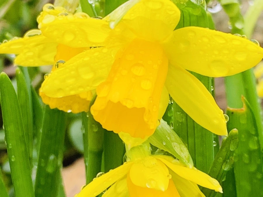 IMG_3726.jpg?type=w966