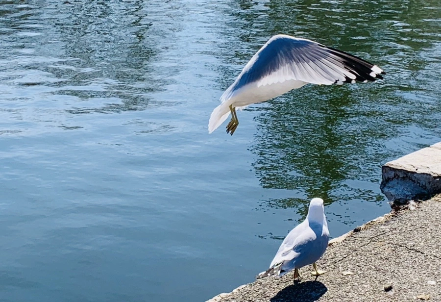 IMG_9586.jpg?type=w966