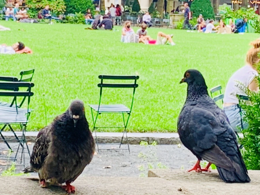 IMG_5020.jpg?type=w966