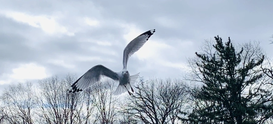 IMG_7907.jpg?type=w966