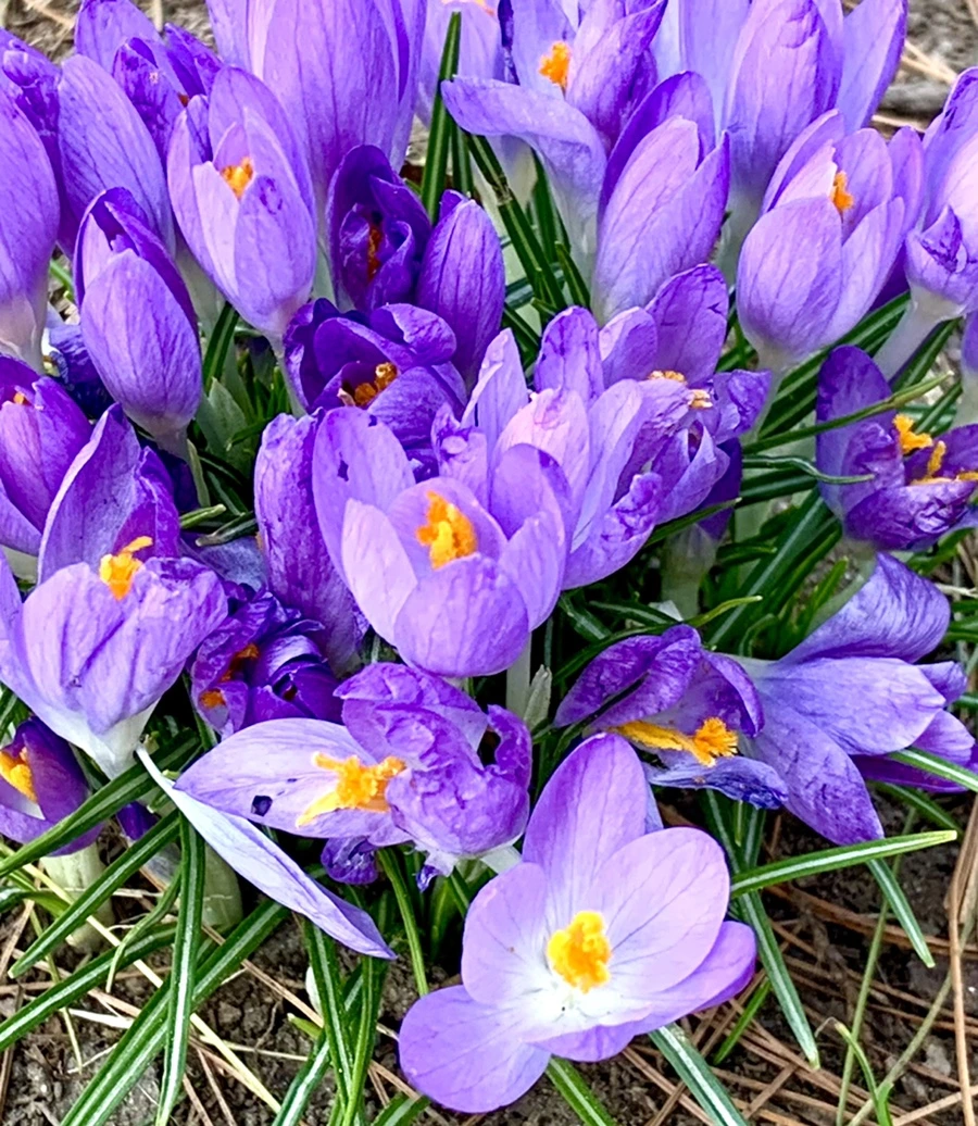 IMG_1238.jpg?type=w966