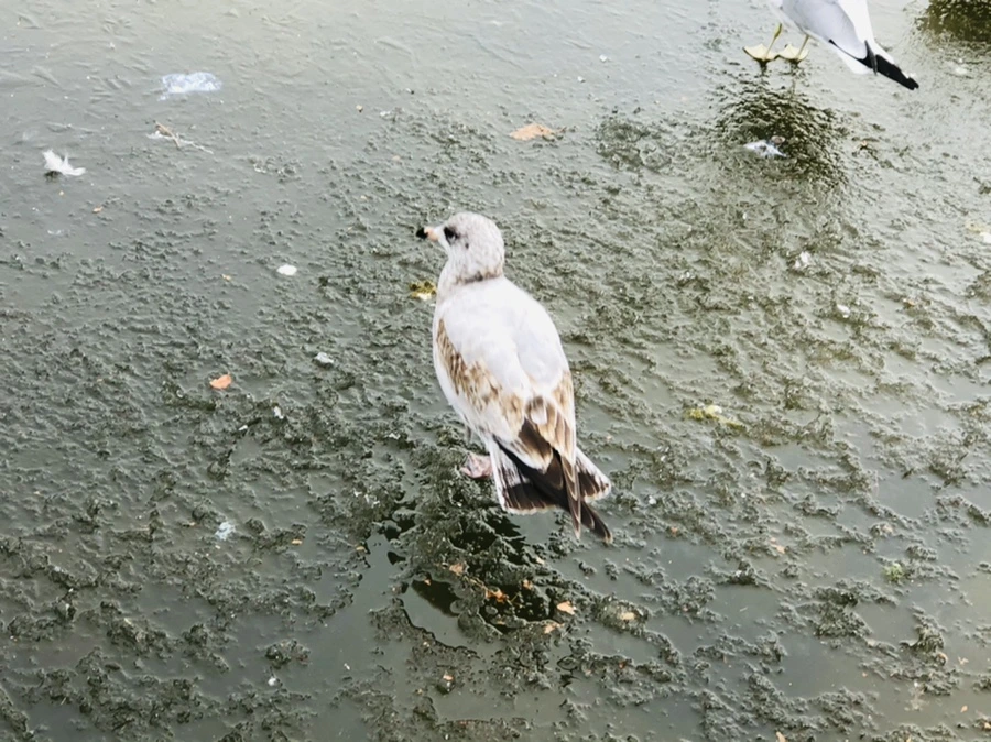 IMG_8506.jpg?type=w966