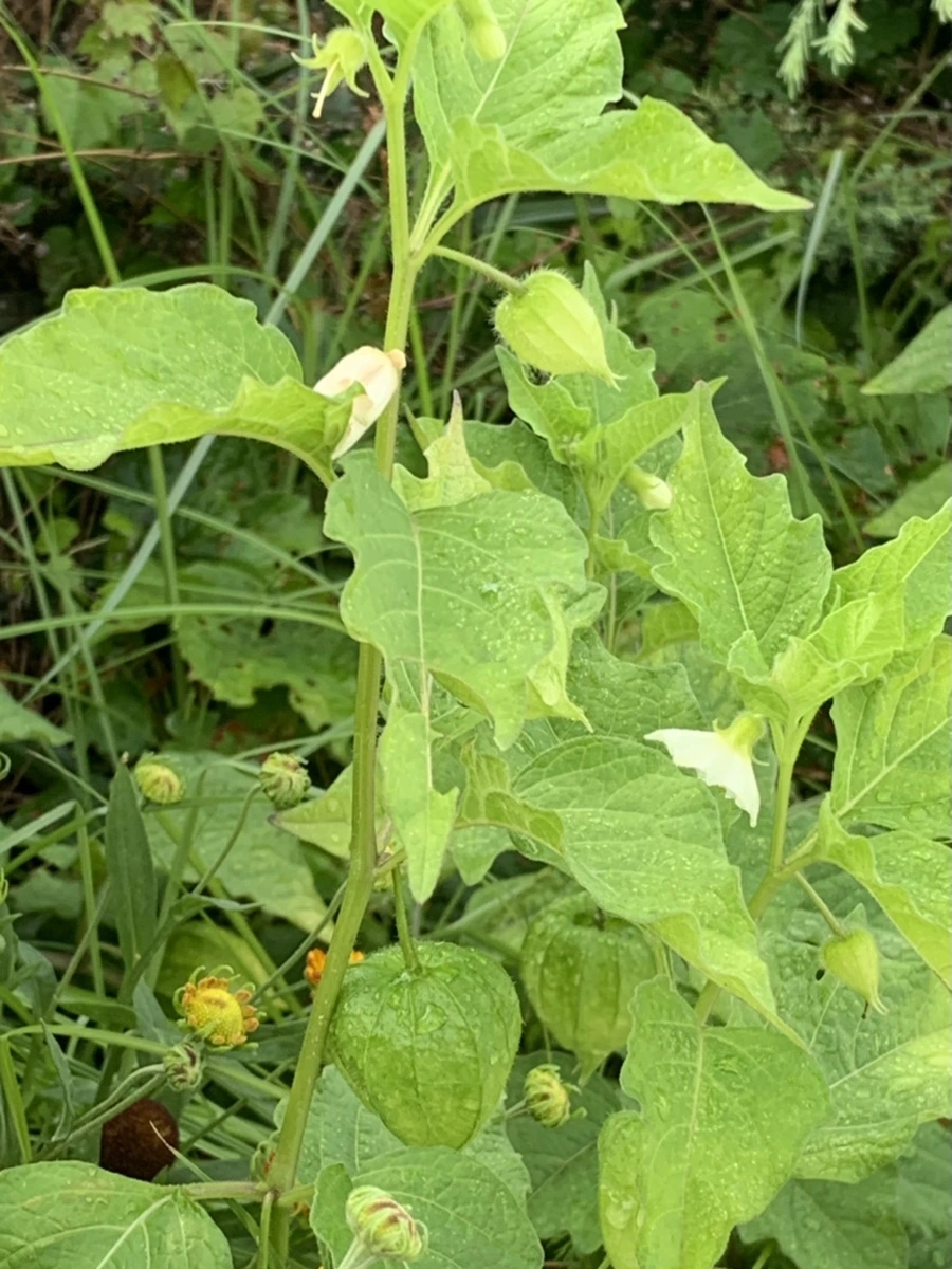 IMG_8931.jpg?type=w966