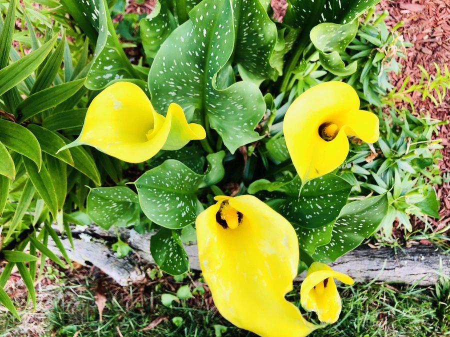 IMG_1162.jpg?type=w966