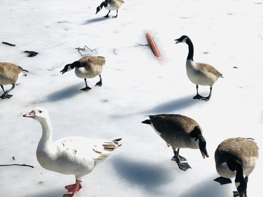 IMG_4489.jpg?type=w966