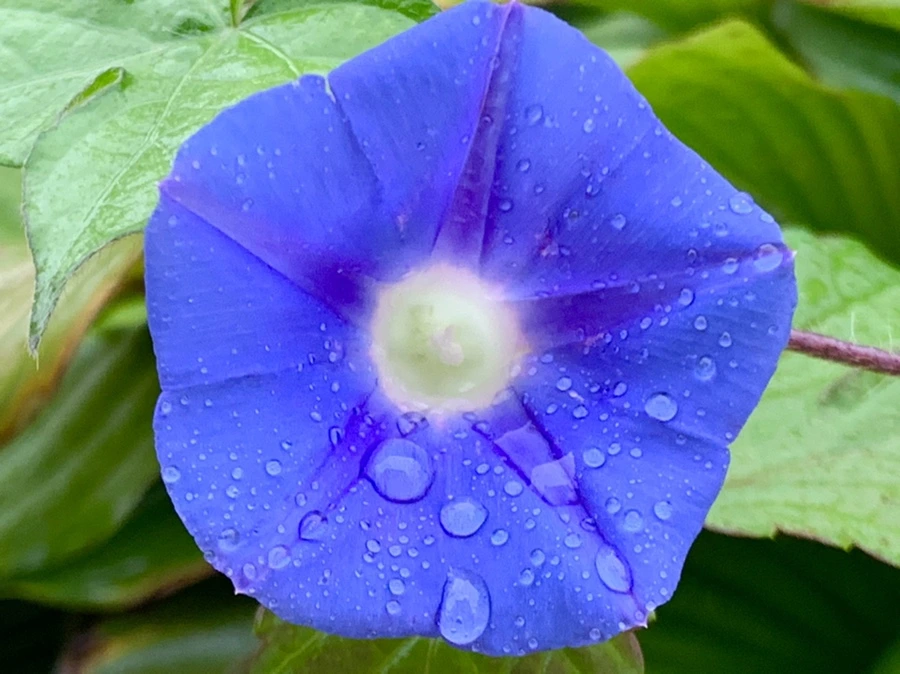 IMG_3672.jpg?type=w966