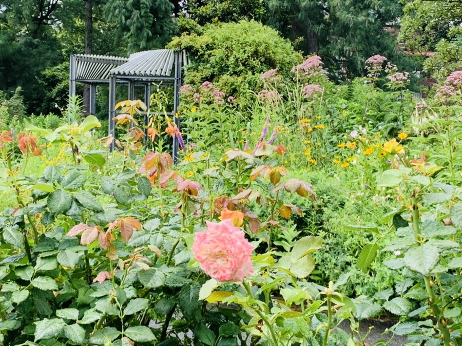 IMG_7332.jpg?type=w966