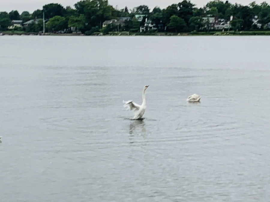 IMG_7056.jpg?type=w966